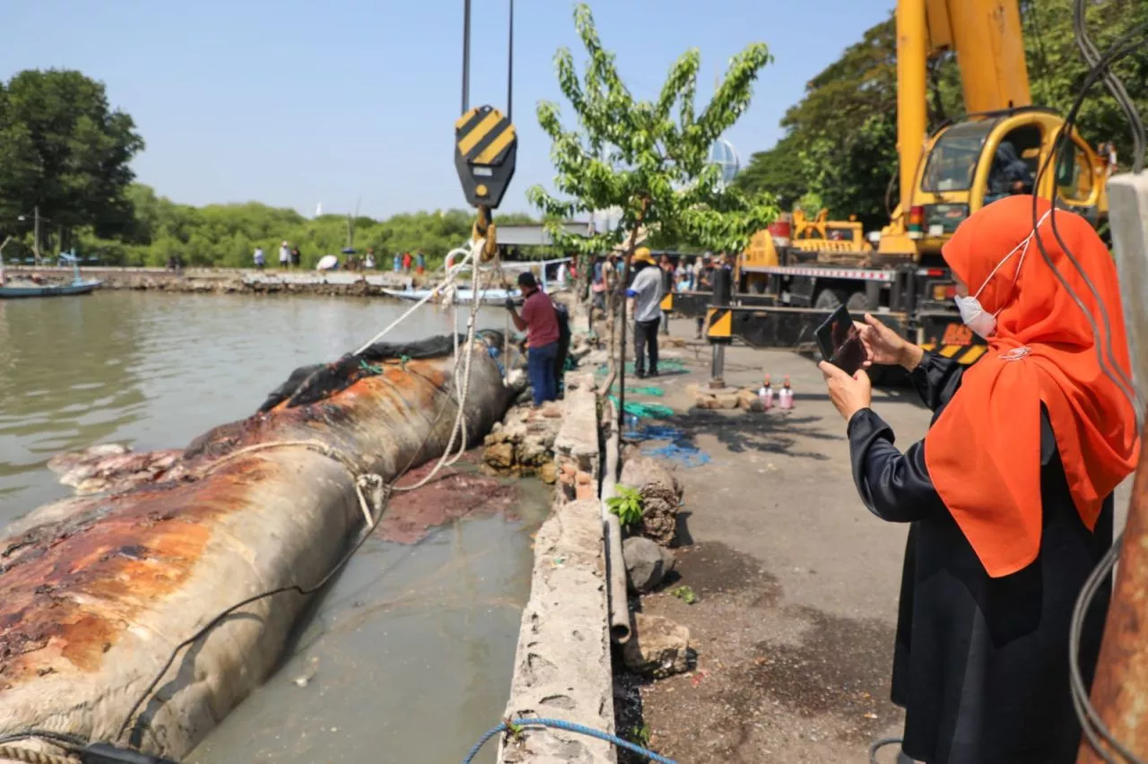 Begini Cara Membawa Bangkai Paus Sepanjang 12 Meter dari Kenjeran ke Jatim Park