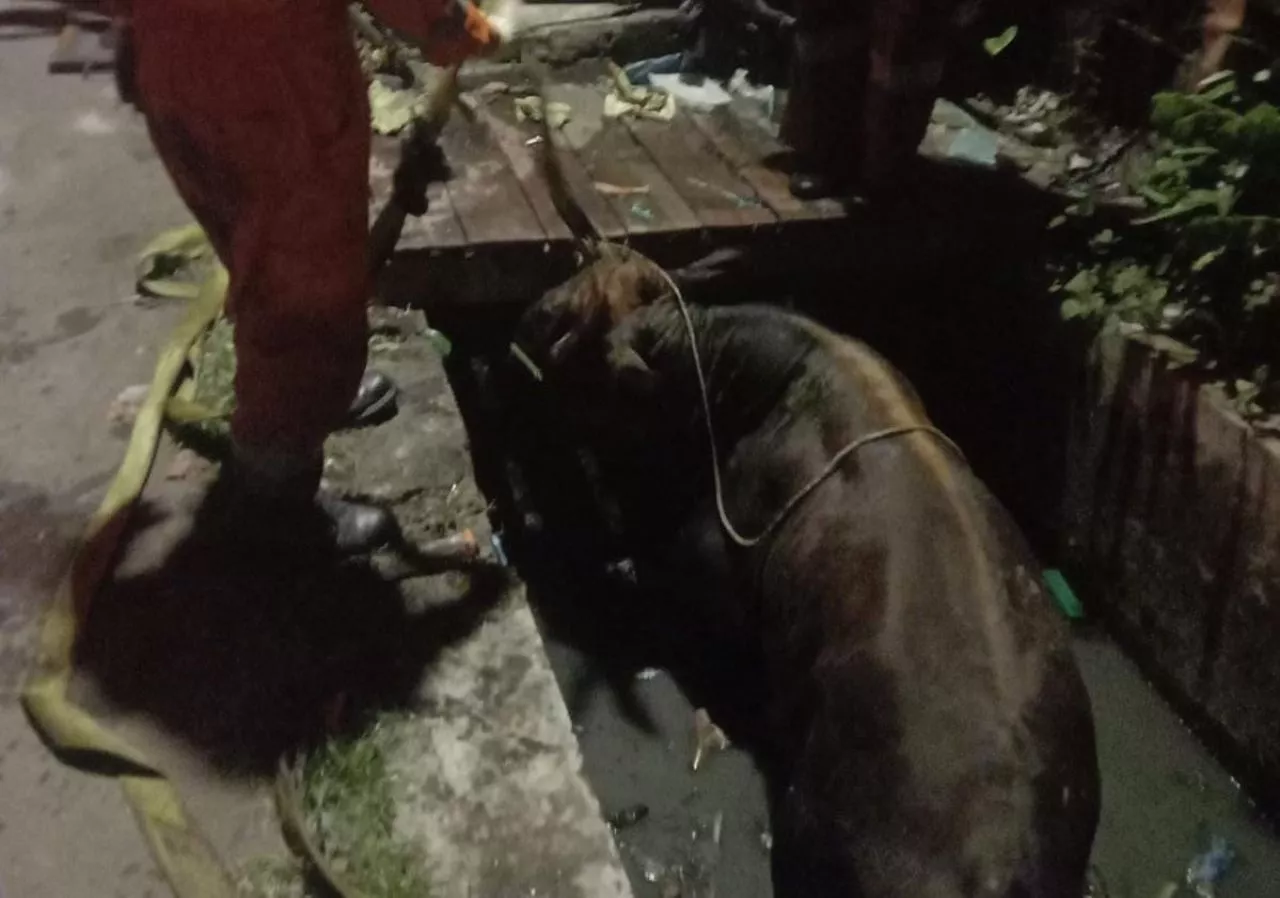 Jatuh dari Truk, Seekor Sapi di Surabaya Nyemplung Selokan, Begini Kejadiannya