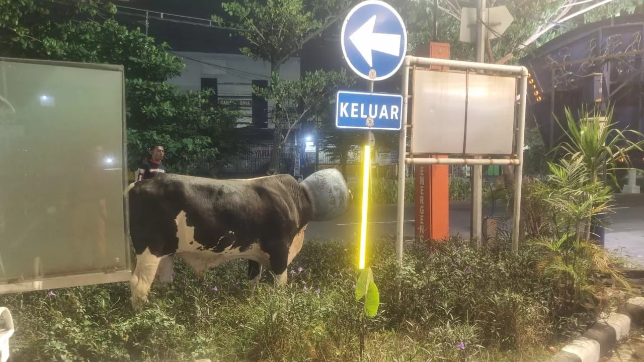 Heboh Warga di Surabaya Temukan Sapi Berkepala Aneh, Ternyata Ini Penyebabnya