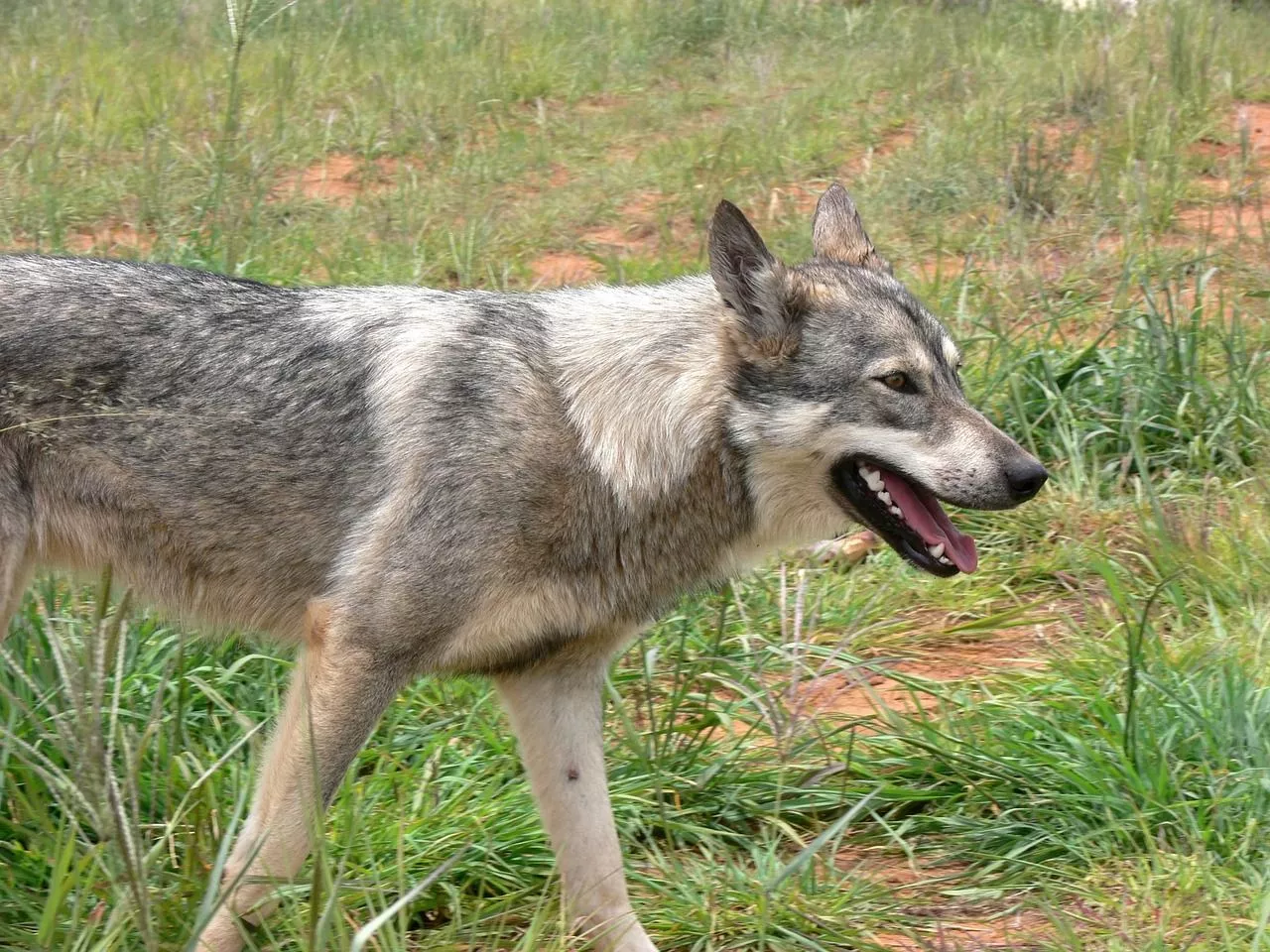 Digigit Hewan Liar, Lakukan Ini agar Terhindar Rabies