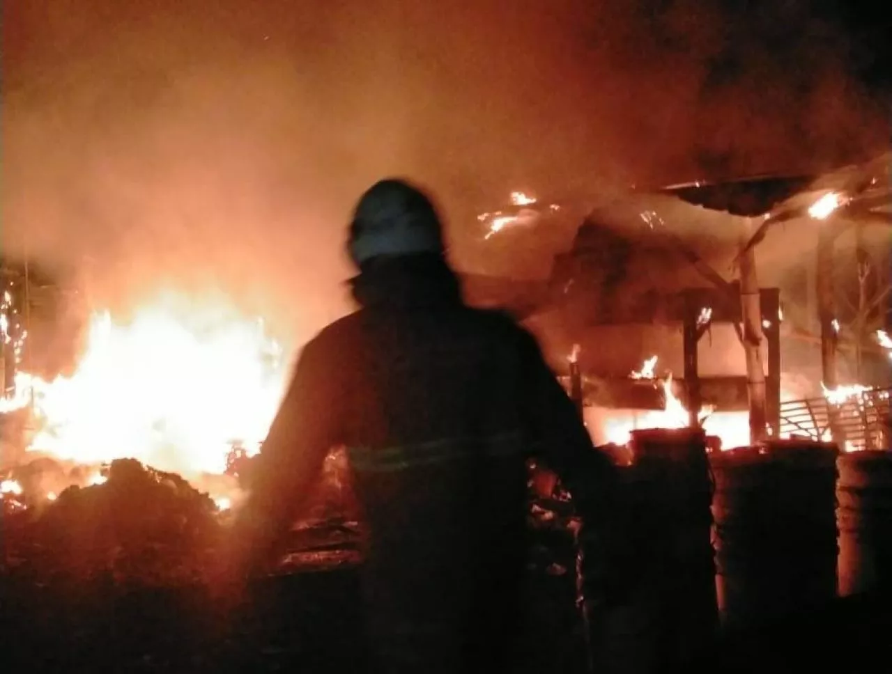Kandang Ternak di Surabaya Terbakar, 50 Bebek Mati Terpanggang