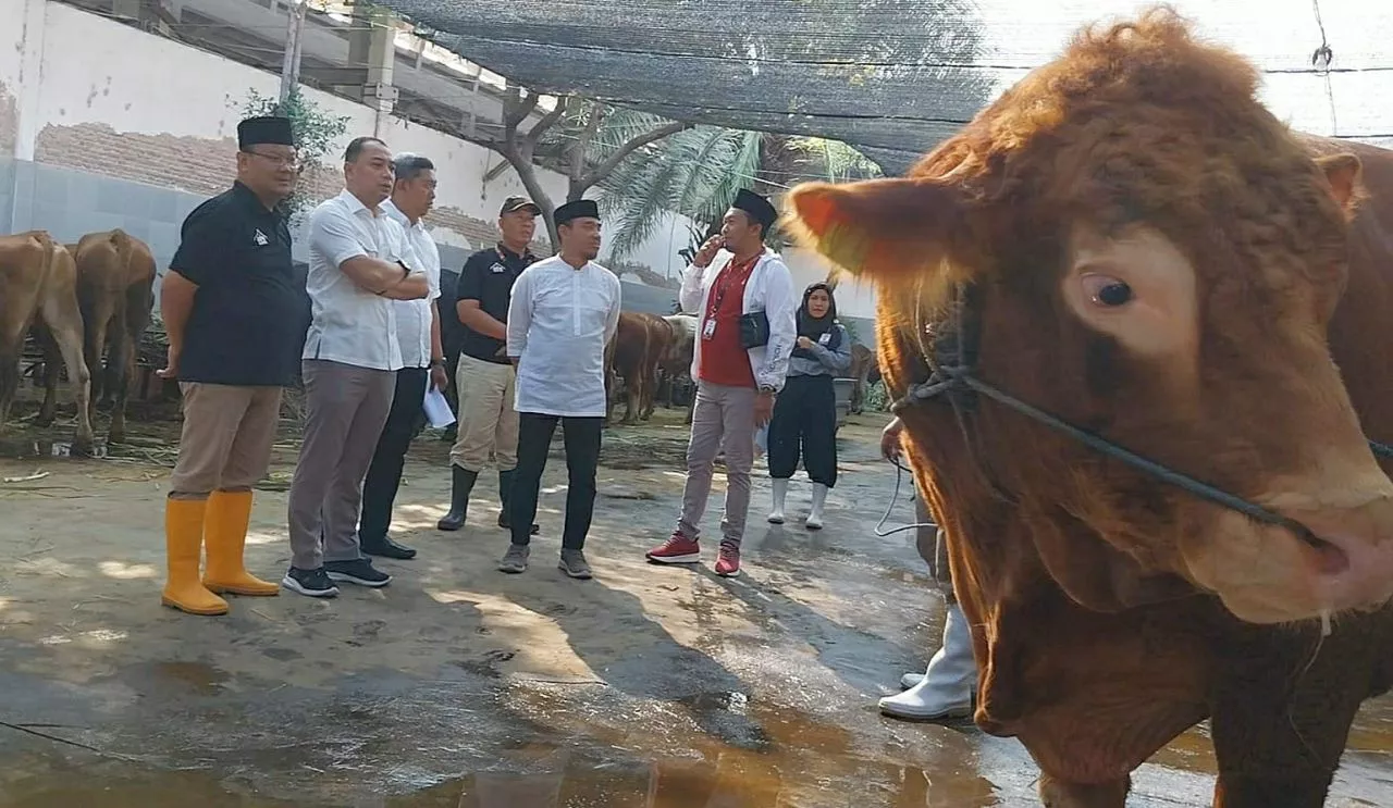 Wali Kota Eri Bakal Bagikan Belasan Sapi Kurban untuk Warga Surabaya