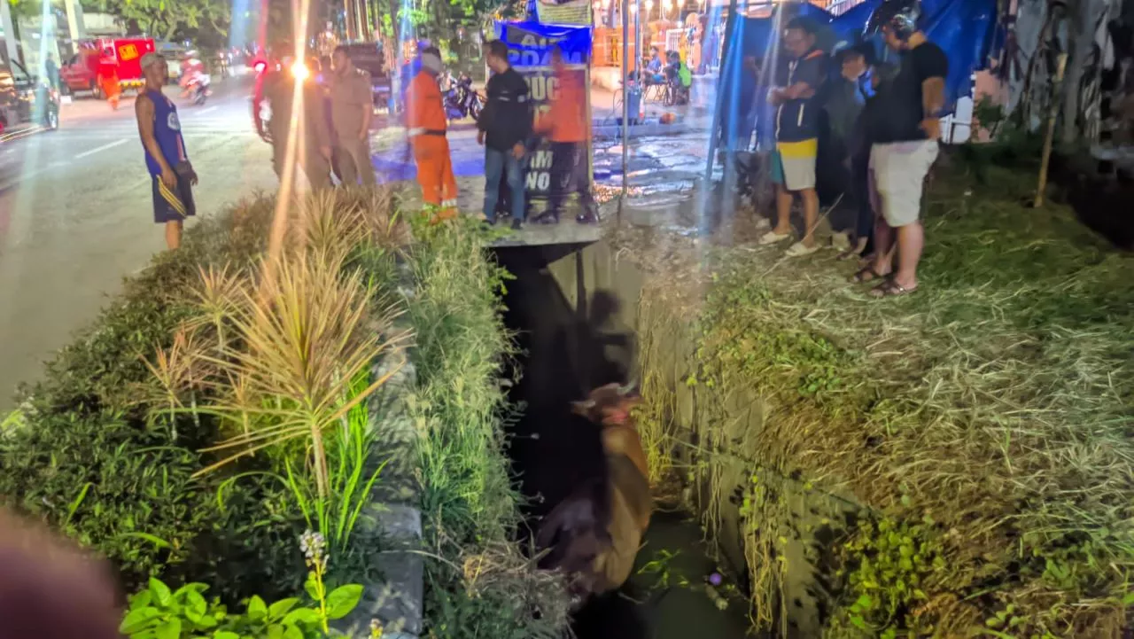 Lagi, Sapi Kurban di Surabaya Tercebur Selokan