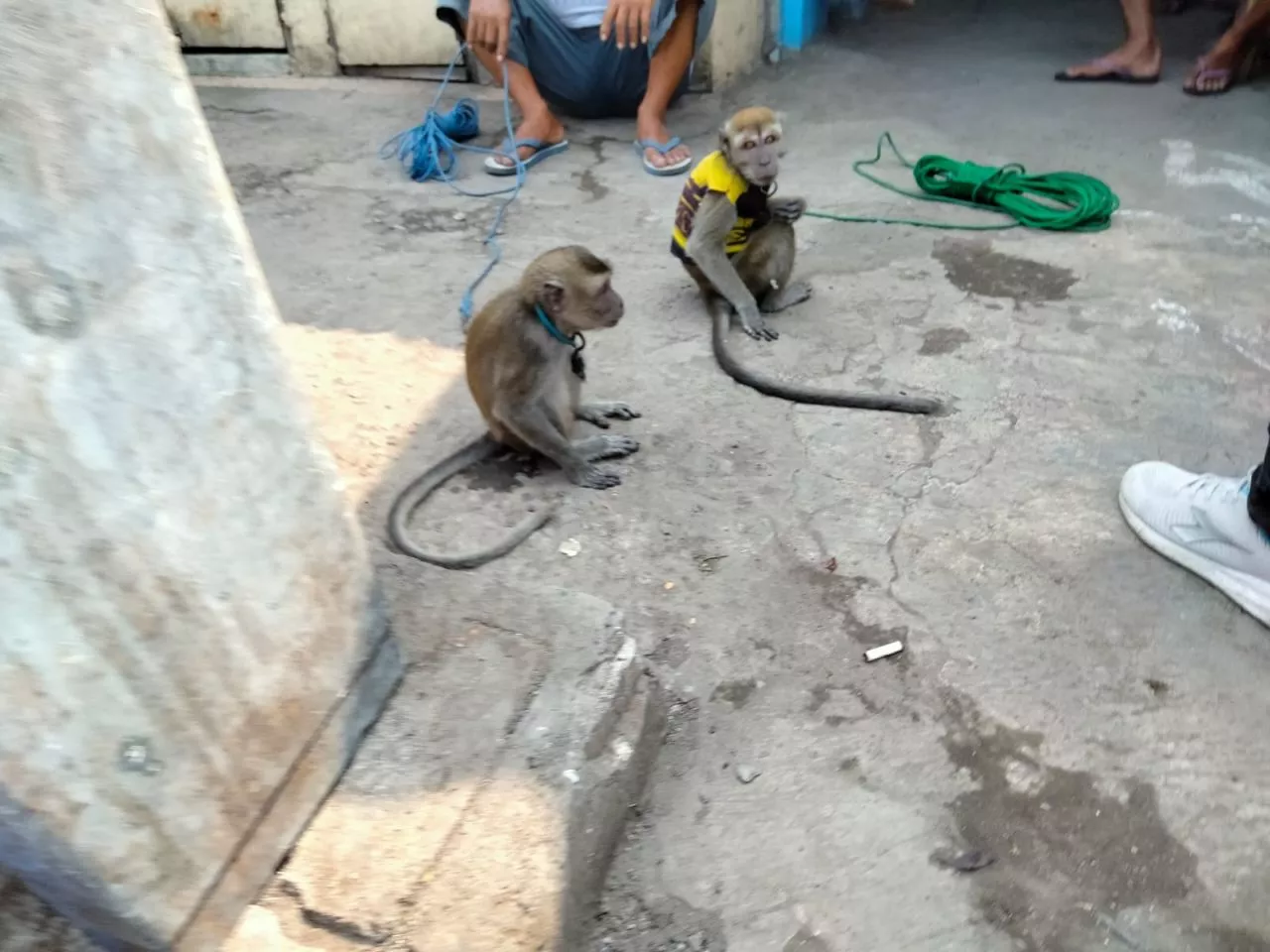 Cari Monyet Penyerang Dua Bocah, Pemkot Sidak Tempat Perkumpulan Topeng Monyet di Jagir