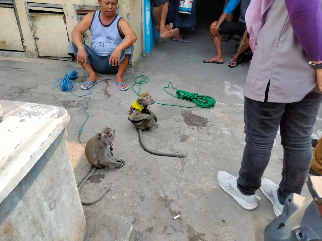 Antisipasi Rabies, DKPP Surabaya Imbau Warga Laporkan Hewan Bertingkah Laku Ganas