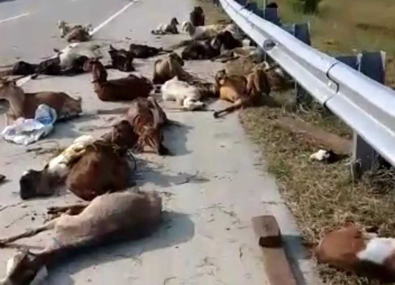 Kecelakaan di Ruas Tol Ngawi-Kertosono, 50 Hewan Kurban jadi Korban