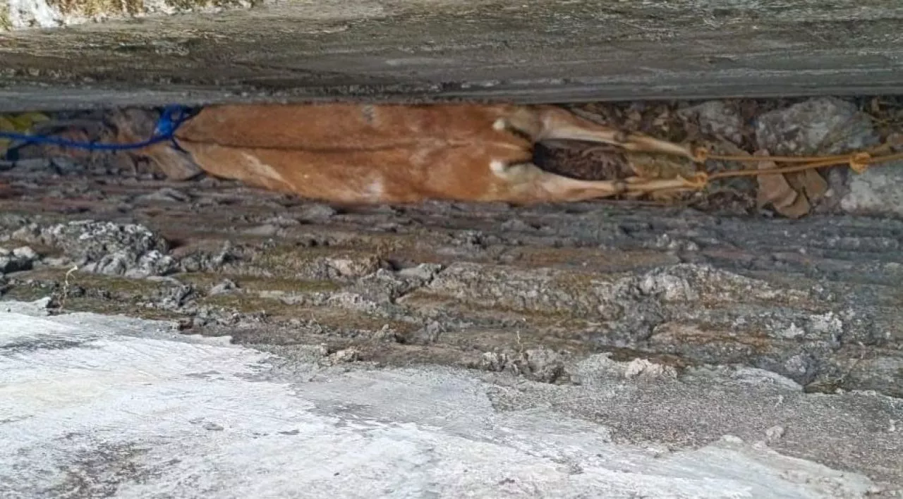 Dua Ekor Kambing Terjepit Tembok Rumah di Kenjeran Surabaya, Begini Cara Mengeluarkan