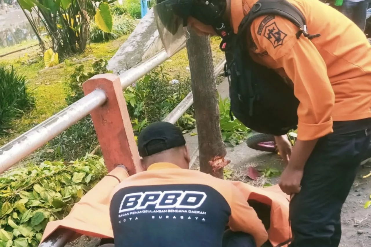 Kecelakaan di Surabaya, Pengendara Motor Tewas Usai Tabrak Pohon