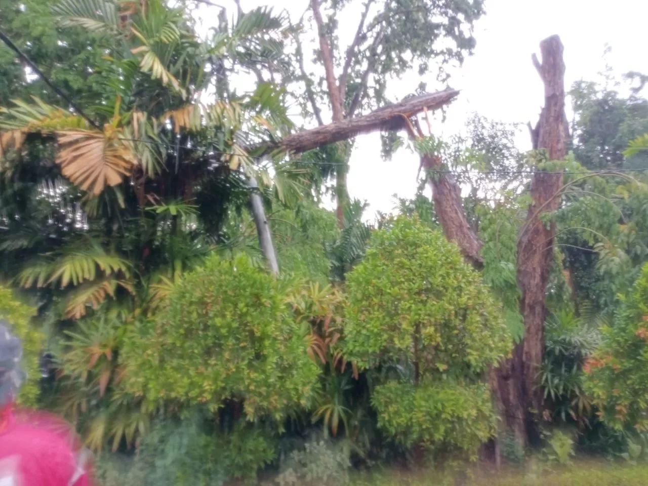 Hujan Deras, Pohon Tumbang Timpa Pos Jaga Perlintasan KA di Surabaya
