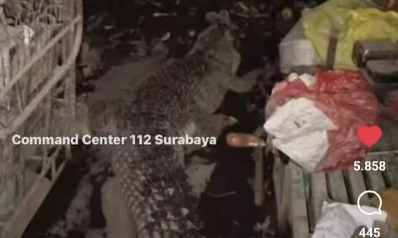 Ngeri! Warga Surabaya ini Pelihara Buaya Sepanjang 3 Meter di Rumahnya, Minta Dievakuasi