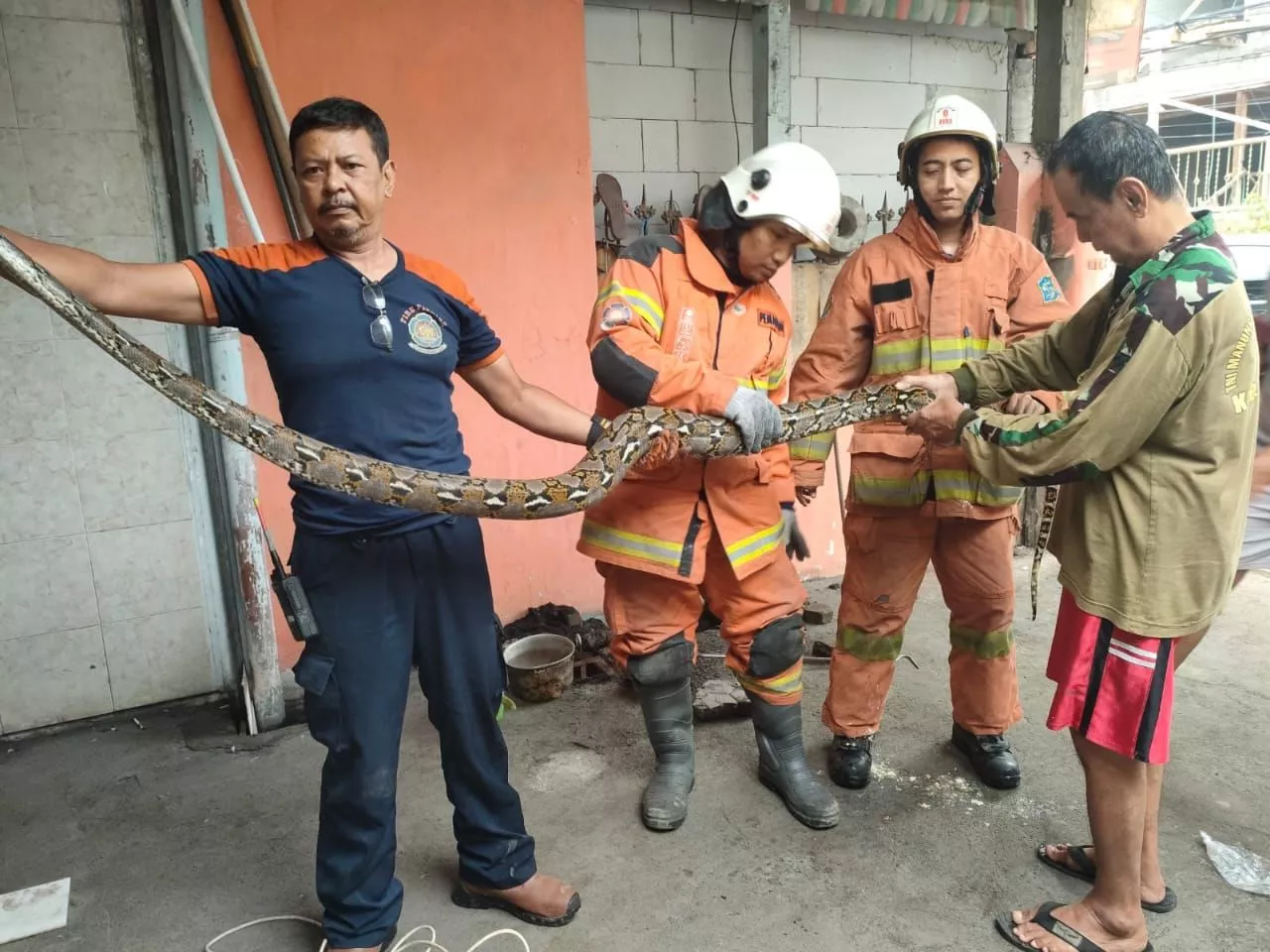 Ular Sepanjang 2 Meter Ditemukan di Pipa Rumah Warga Surabaya