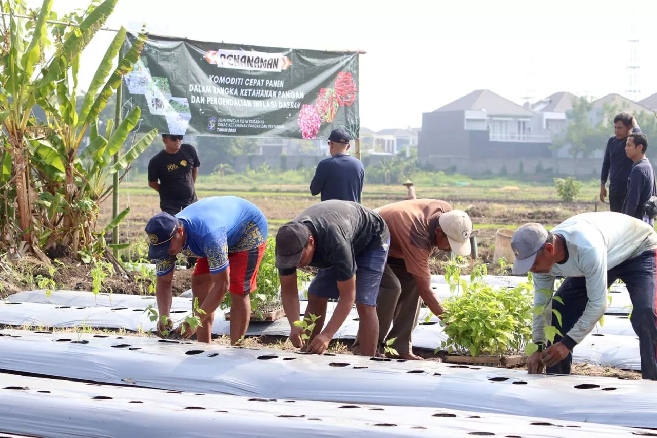 Antisipasi Inflasi, Pemkot Surabaya Tanam 1 Juta Bibit Cabai
