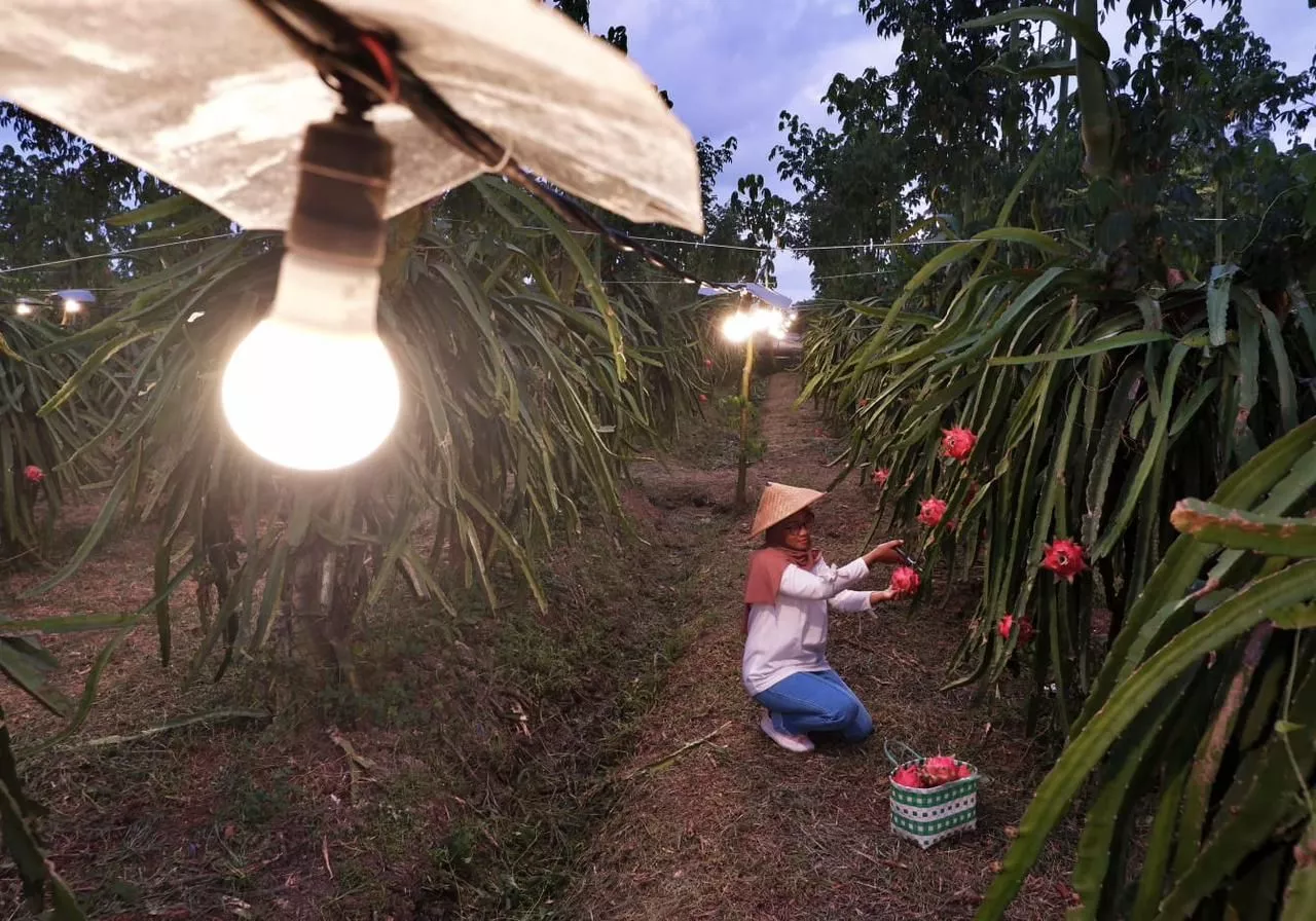 Electrifying Agriculture PLN Raih Energy Globe Award 2023