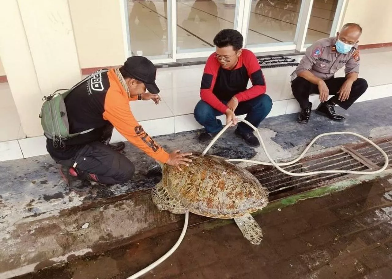 Seekor Penyu Hijau Ditemukan di Pintu Air Pantai Kenjeran Surabaya