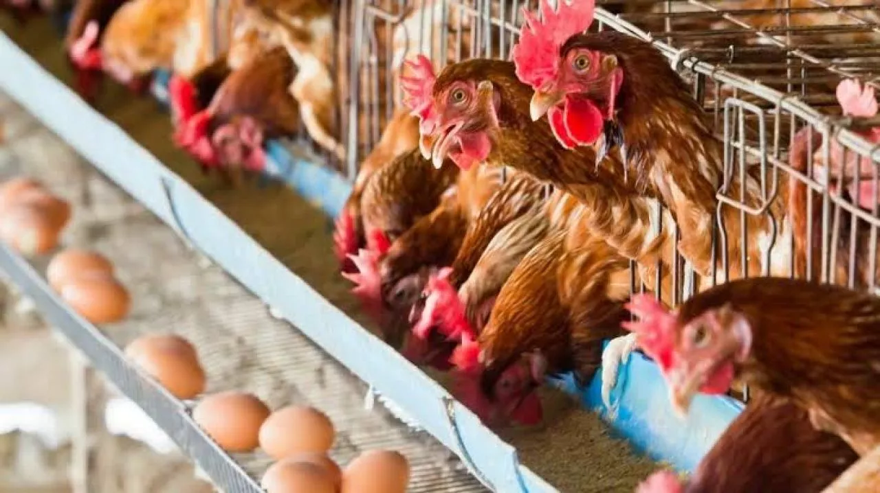 Ayam Ras Capai Rp45.000 per Kg, Akankah Harga Bahan Pokok Terus Naik hingga Lebaran?