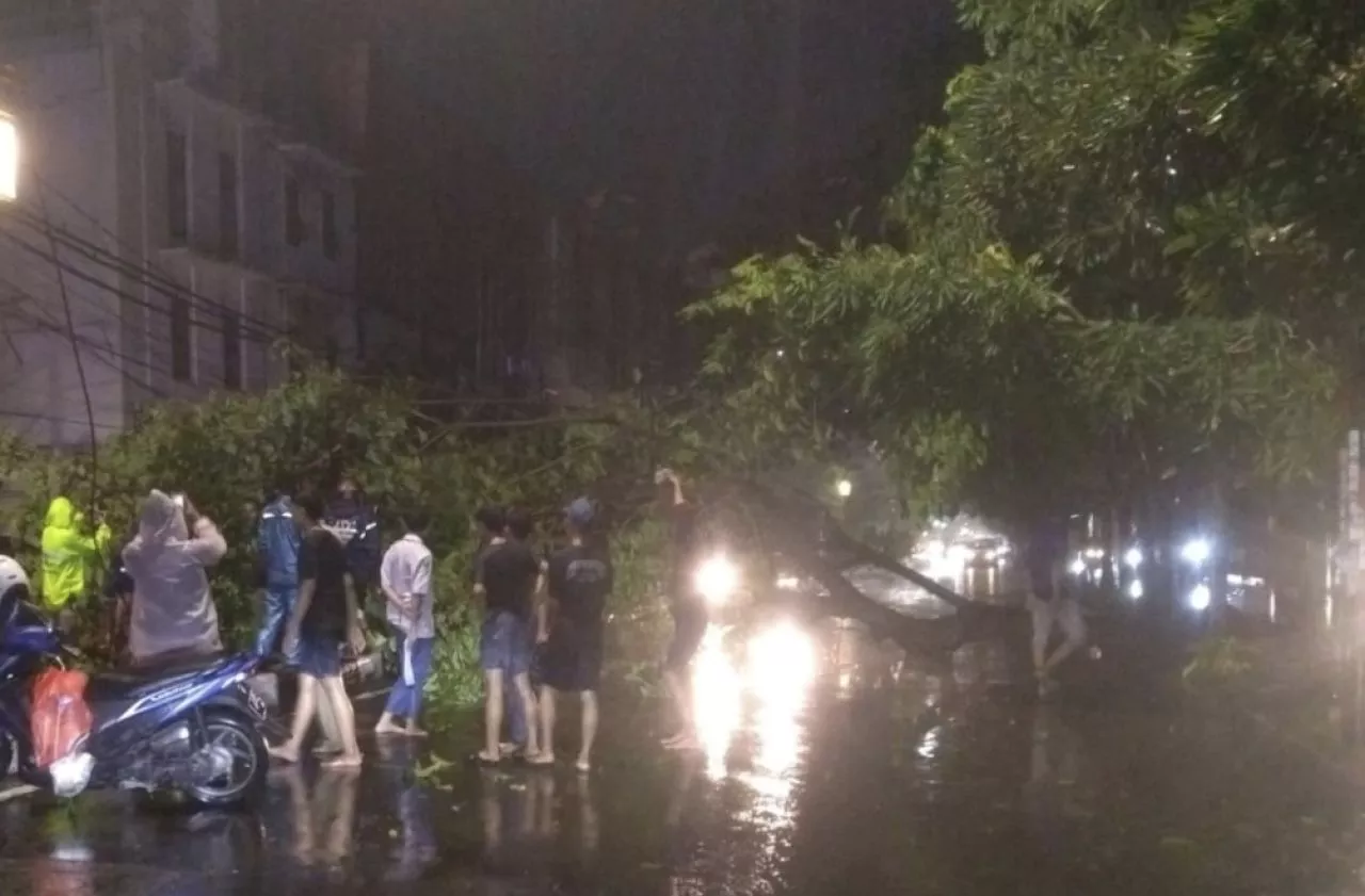 17 Pohon Tumbang Diterjang Hujan Disertai Angin Kencang di Surabaya