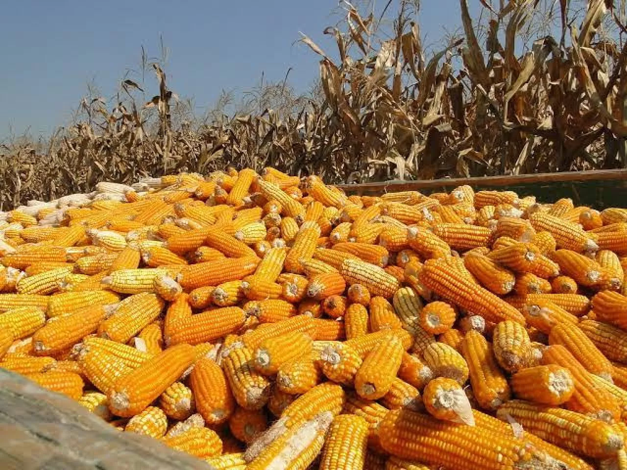 Jelang Ramadan Harga Jagung Ikut Naik