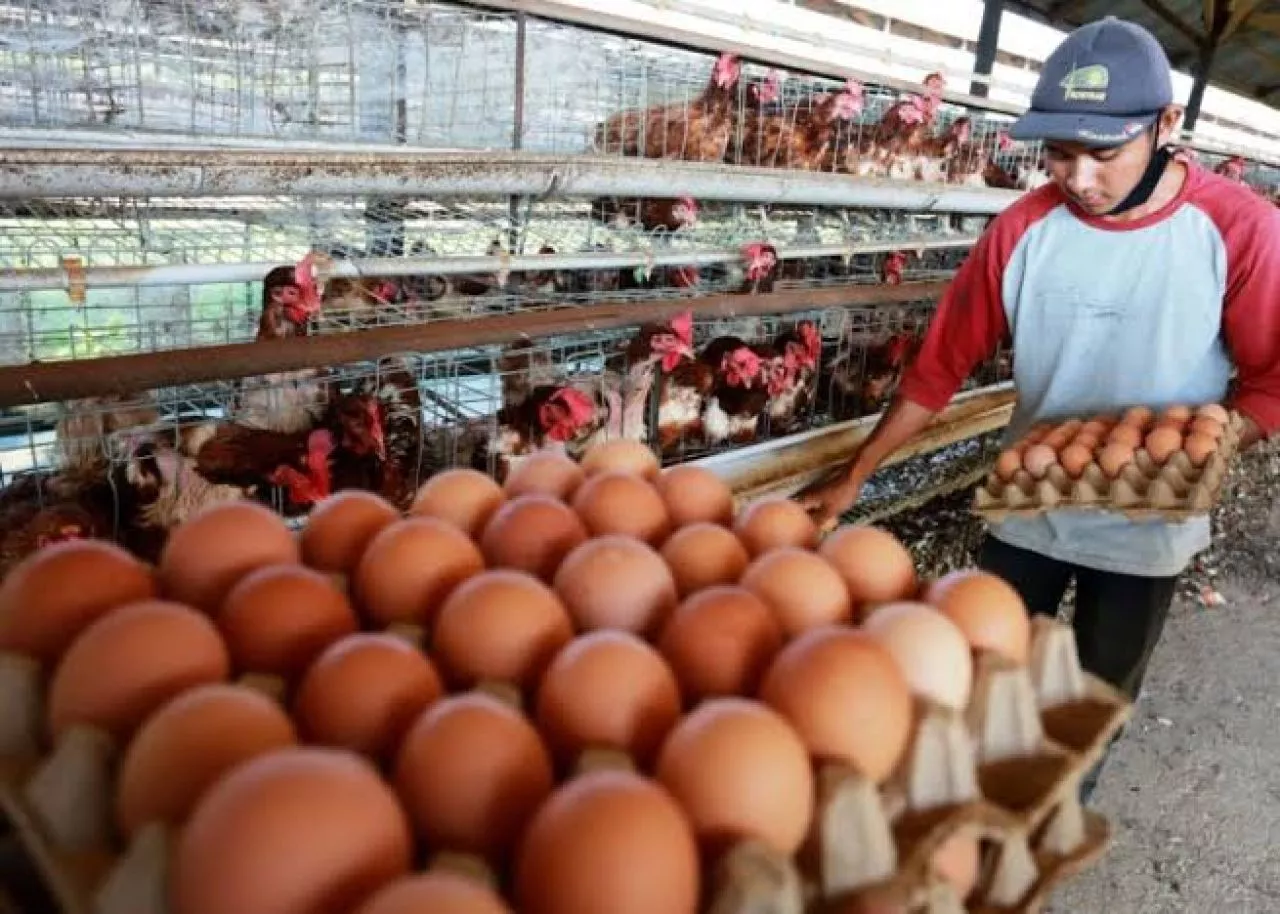 Dilema Peternak Ayam Diantara Harga Pakan dan Telur