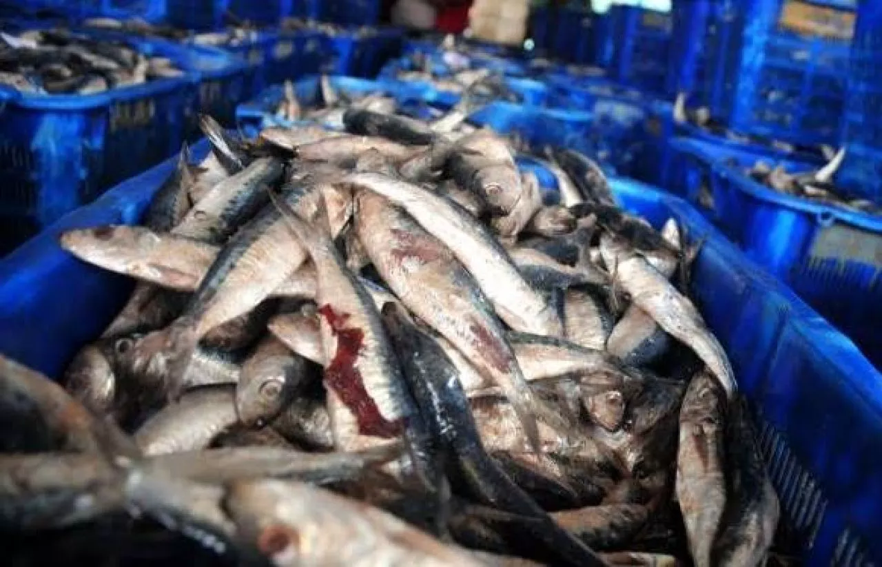 Pemerintah Dukung Ratusan Unit Pengolahan Ikan di 12 Provinsi