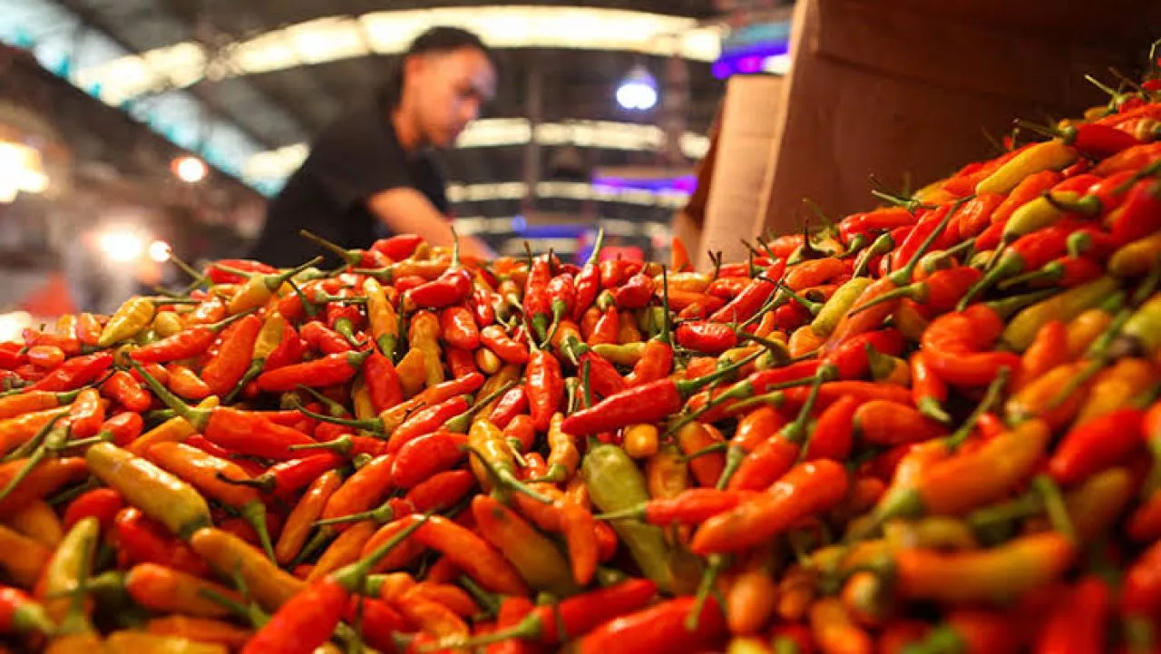 Harga Cabai Anjlok, Perkilo Hanya Rp8.000