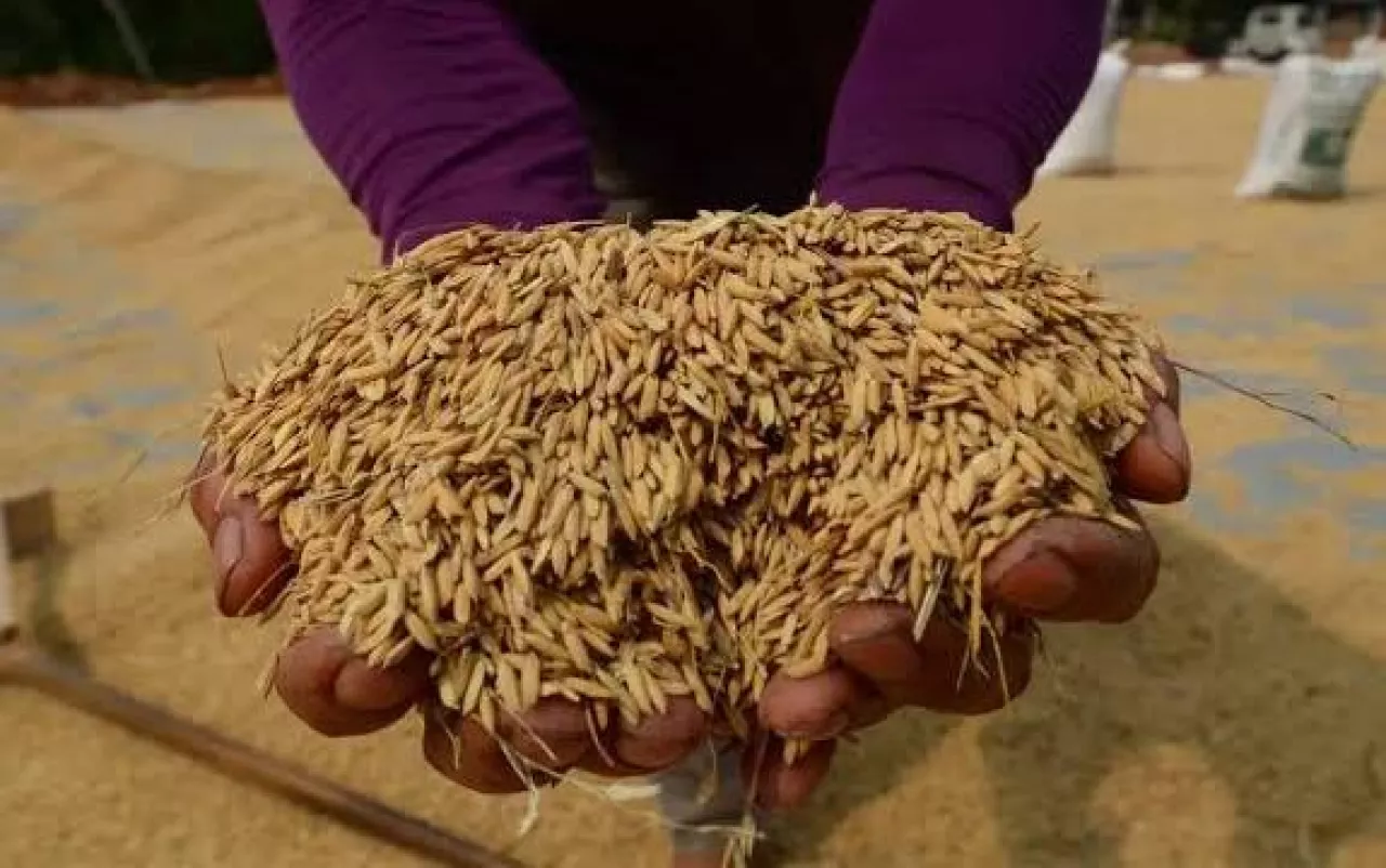 Harga Gabah oleh Bapanas Dinilai Tidak Menguntungkan Petani