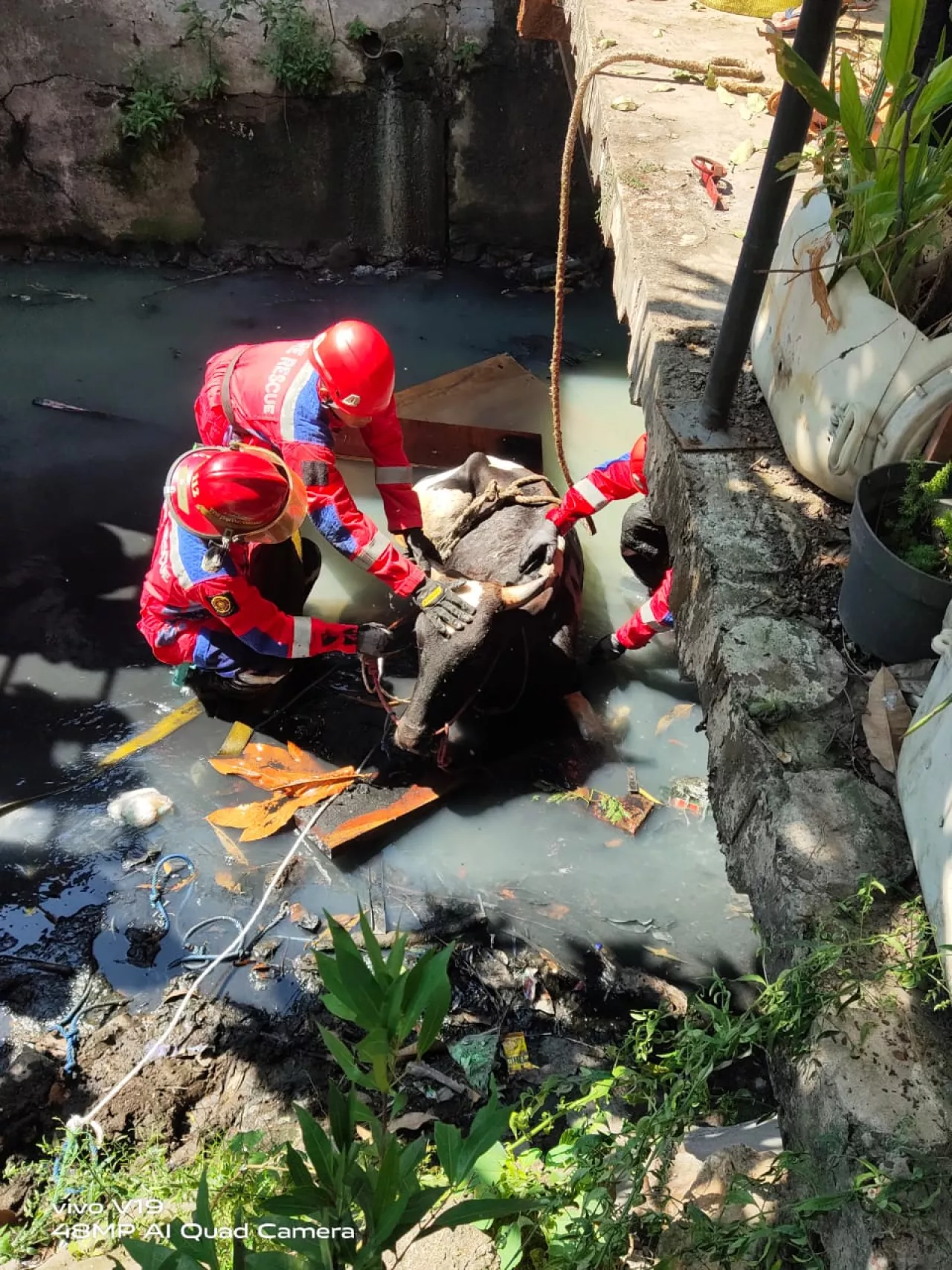 Kaget Bunyi Klakson Motor, Sapi Holstein Tercebur ke Sungai di Surabaya