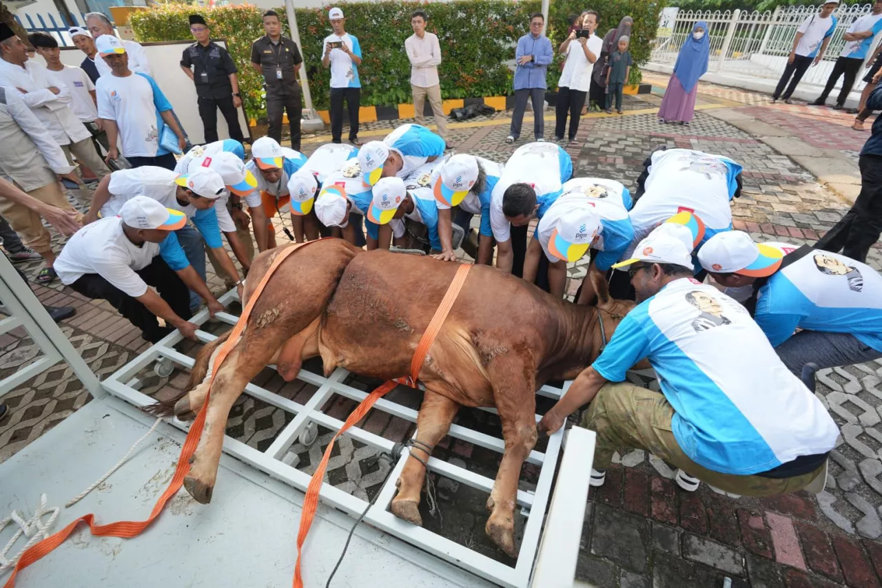 Idul Adha 1445 H, PGN Bagikan 382 Hewan Qurban di Wilayah Operasional