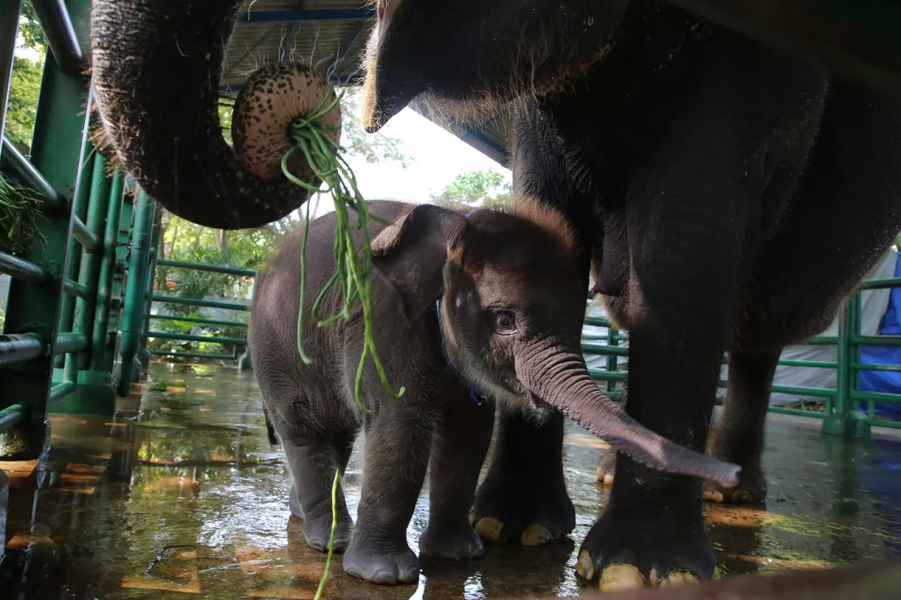 Rocky Balboa! Gajah Sumatera Lahir di KBS, Wali Kota Eri Jelaskan Arti Namanya