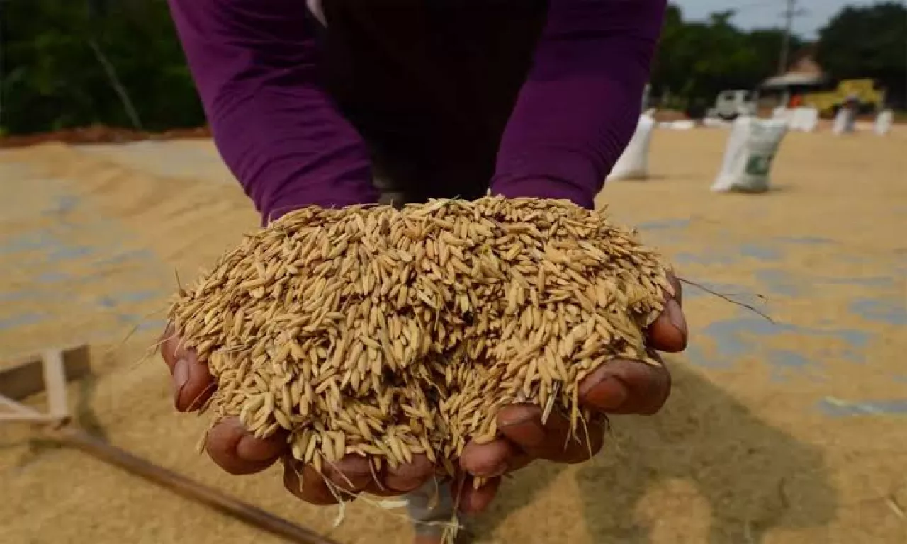 Harga Gabah dan Beras Turun, BPS Catat NTP Jatim Sebesar 0,4 Persen