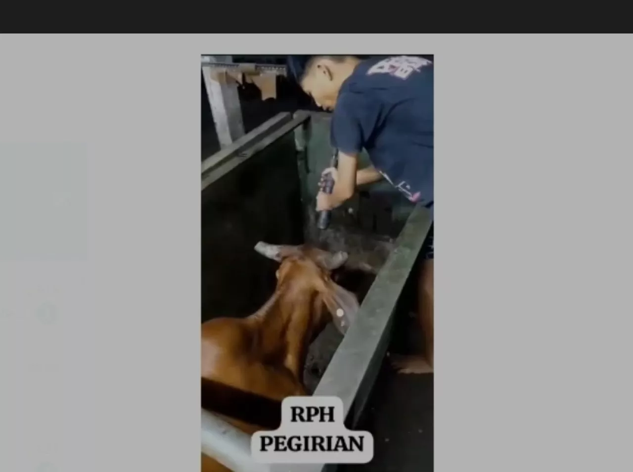 Viral Rekaman Video Sapi Ditembak Kepala di Surabaya, Dirut RPH: Hoaks