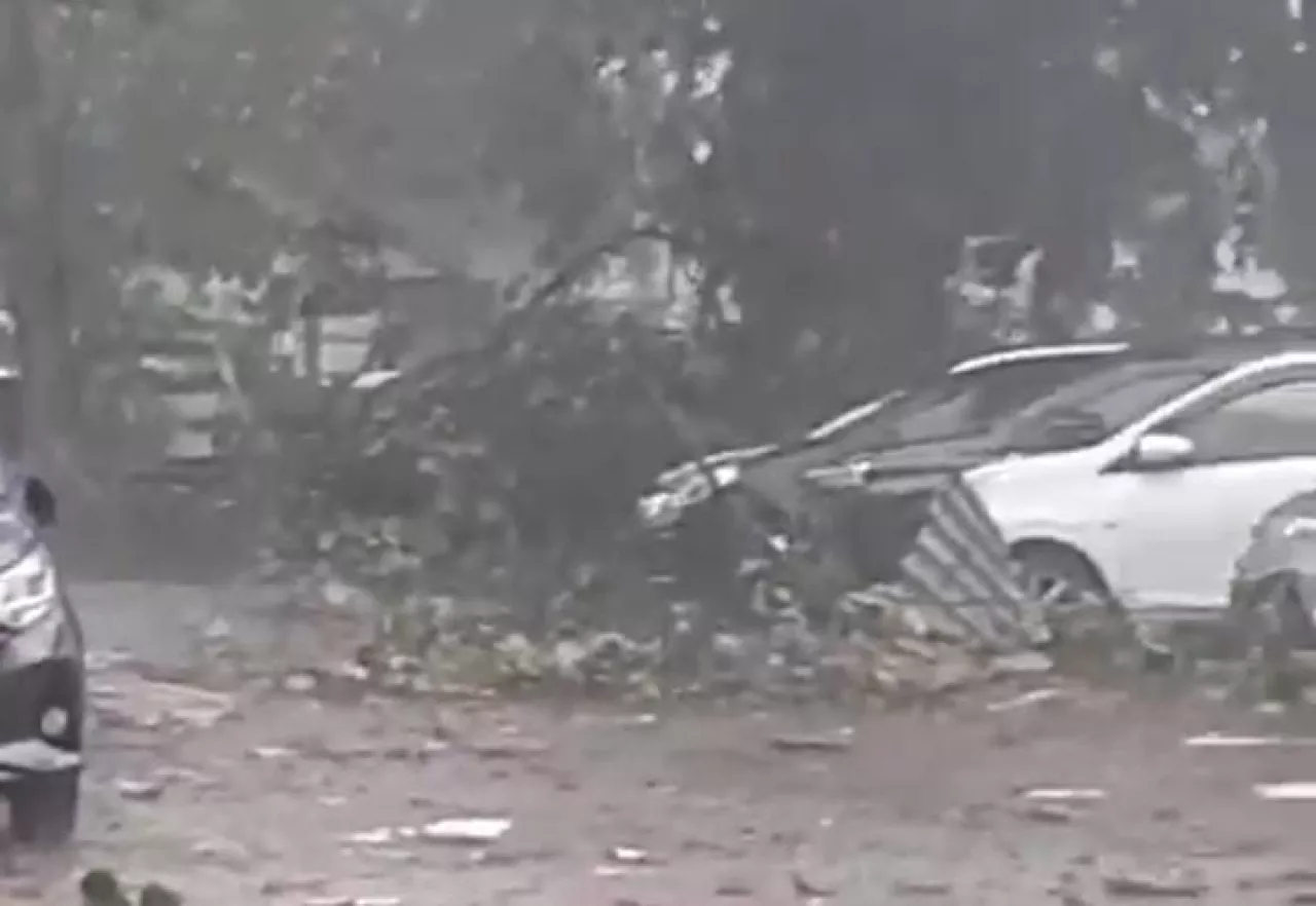 Angin Kencang, 8 Pohon Tumbang hingga Mobil Rusak di Dharmahusada Surabaya