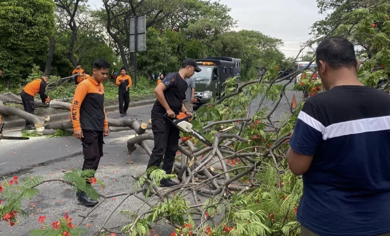 8 Pohon Tumbang Akibat Hujan Disertai Angin di Surabaya