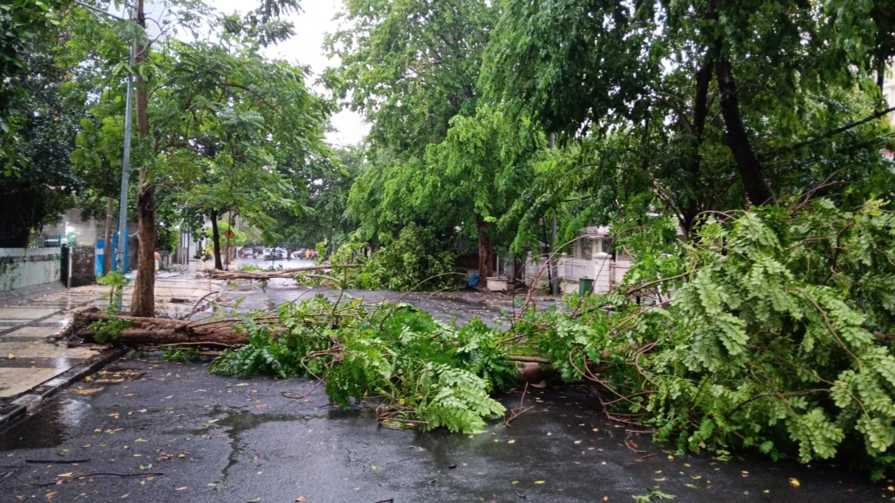 Ini Data Bangunan Rusak dan Pohon Tumbang Akibat Hujan Deras di Surabaya