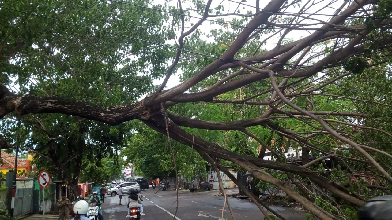 Pohon Tumbang di Jalan BKR Pelajar Surabaya Lumpuhkan Arus Lalu Lintas
