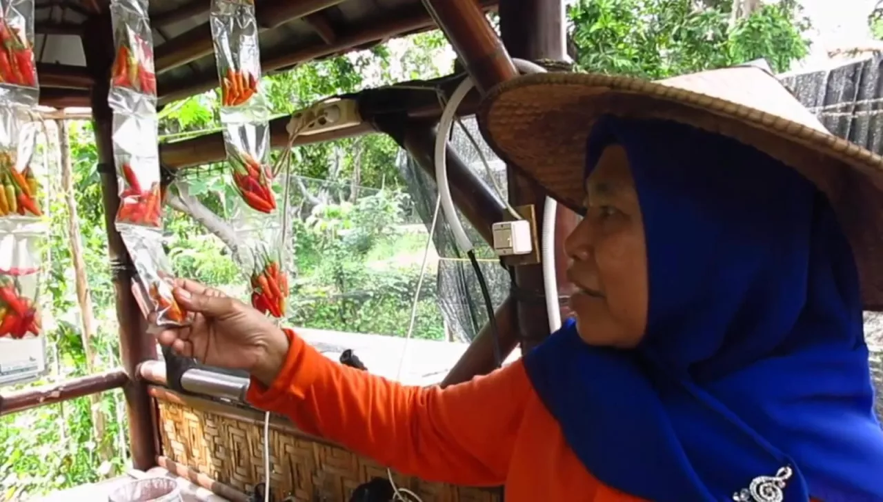Harga Melonjak, Cabai Sachet jadi Solusi Warga Surabaya