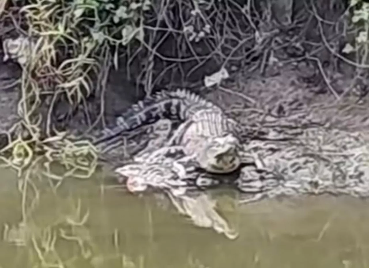 Muncul Buaya di Bantaran Sungai Wonorejo Surabaya Resahkan Warga