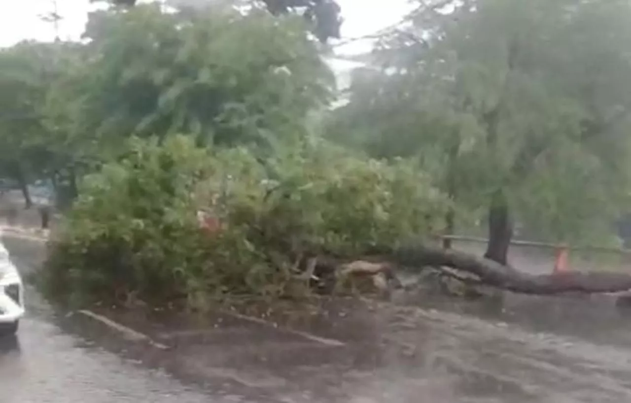 11 Pohon Tumbang Akibat Hujan Angin di Surabaya, Ini Daftar Lokasinya