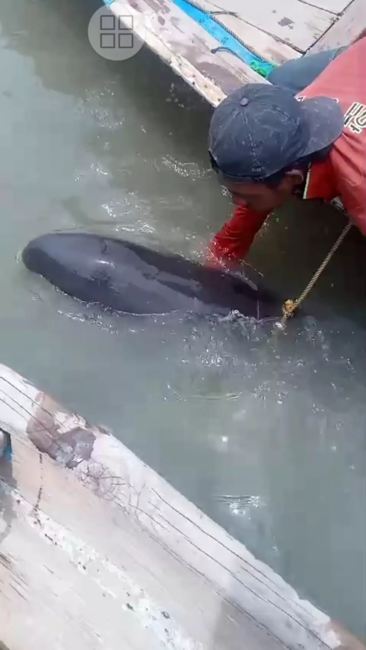 Lumba-lumba Terdampar di Pesisir Pantai Kenjeran