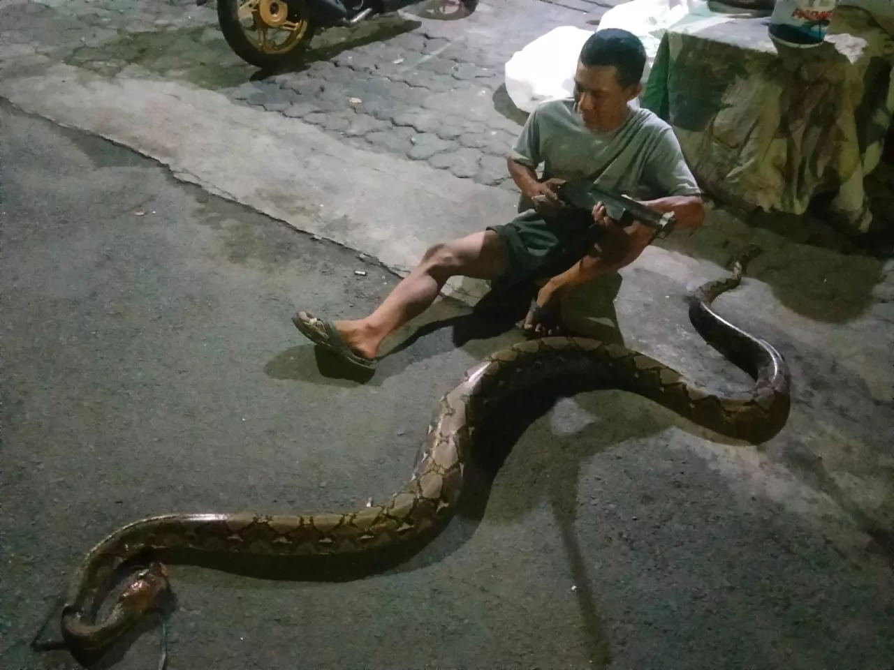 Meresahkan, 8 Ekor Ular Piton Serang Pemukiman Warga Bubutan Surabaya