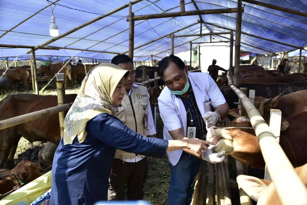 Tak Cukup Surat Sehat, DKPP Surabaya Tetap Periksa Ulang Hewan Kurban