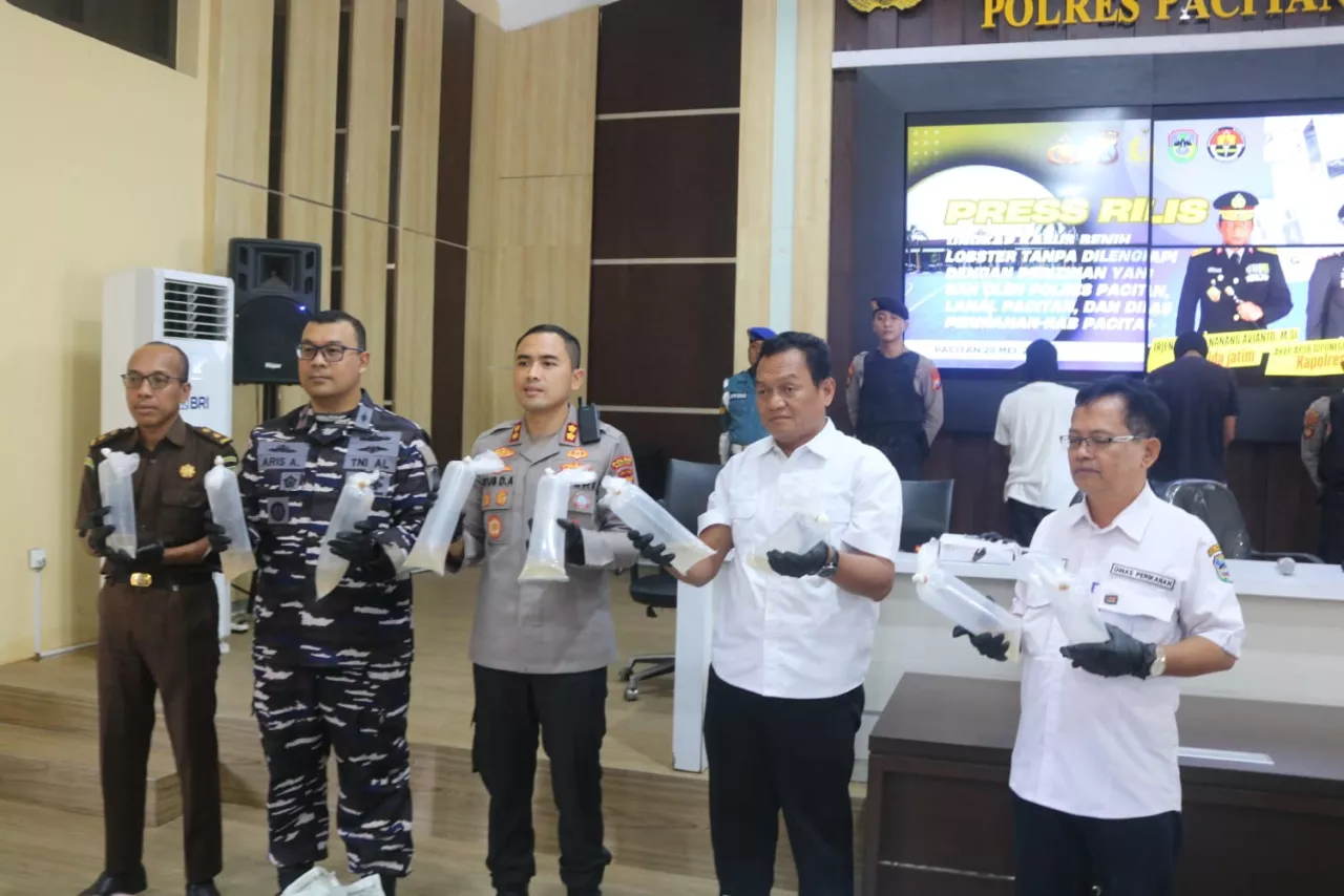 Polisi Gagalkan Penyelundupan Benur Rp500 Juta di Pacitan