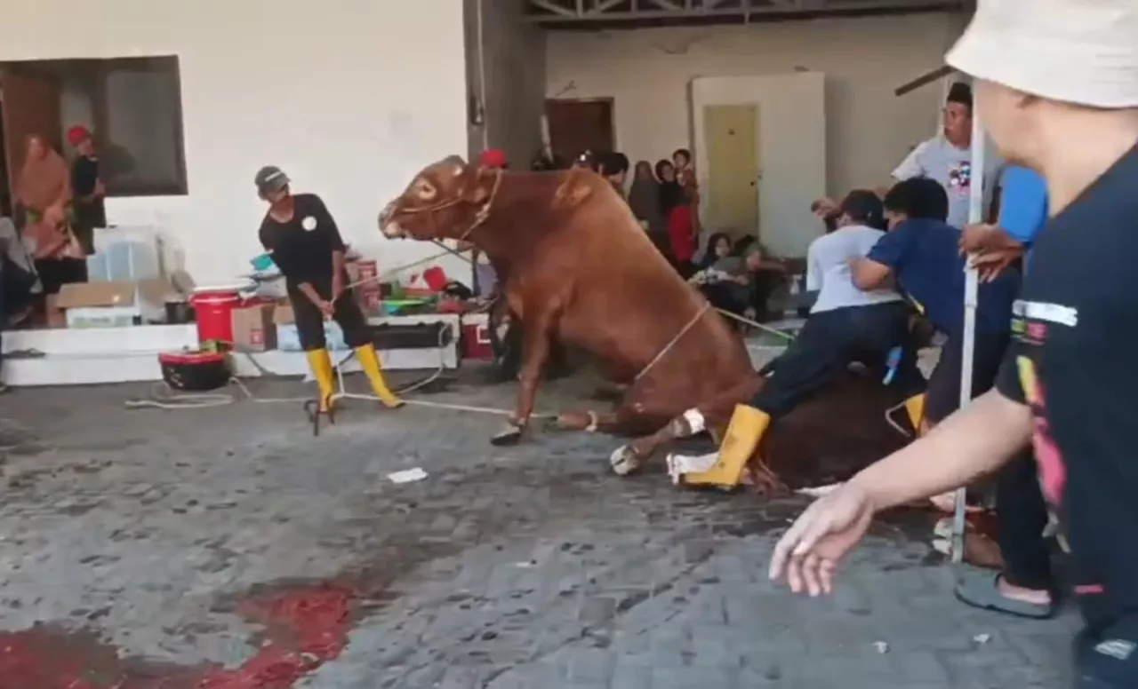 Sapi 750 Kg Ngamuk Jelang Disembelih, Warga Rungkut Panik