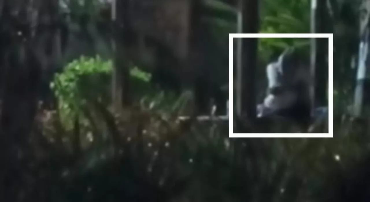 Viral Video 30 Detik Pasangan Bercumbu di Taman Lalu Lintas Mojosari