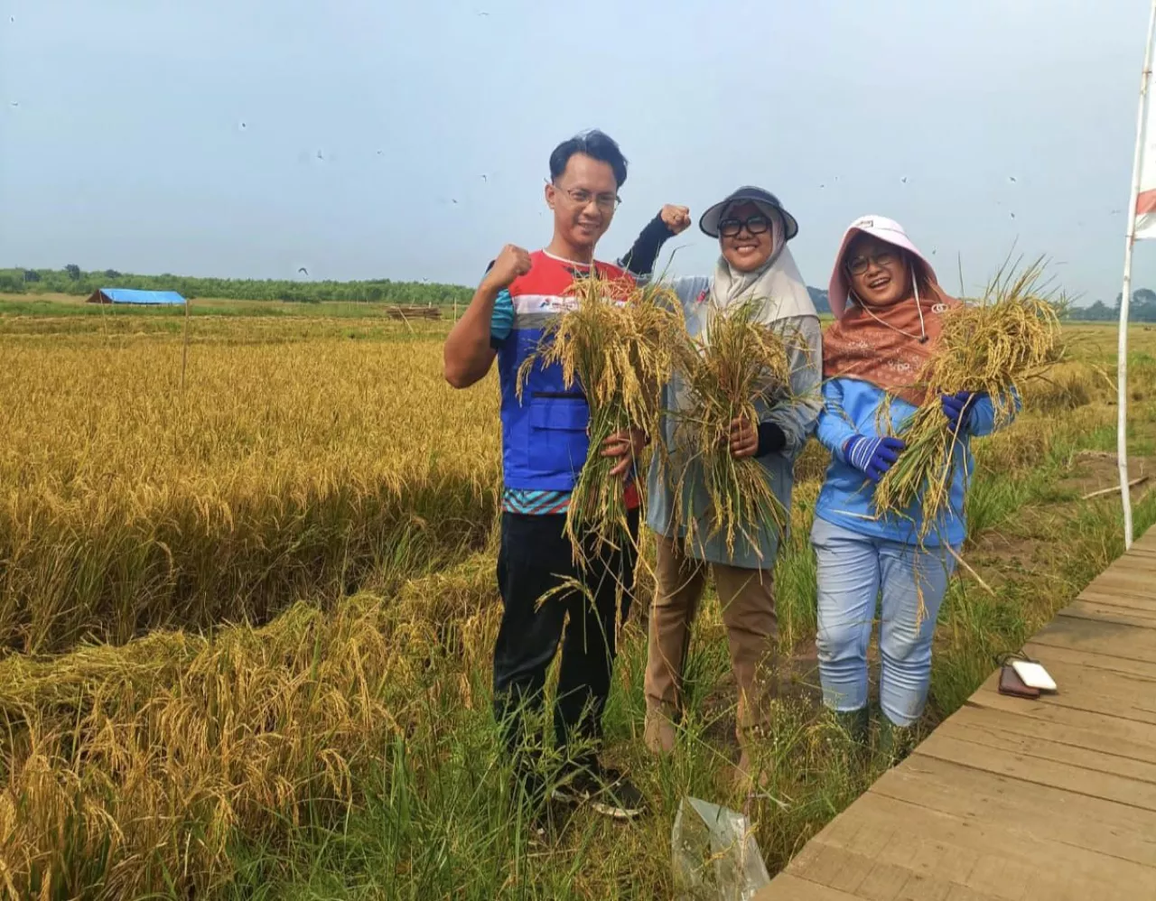 Festival Suadesa hingga Padi Biosalin, Cara PGN Dukung Ekonomi Lokal