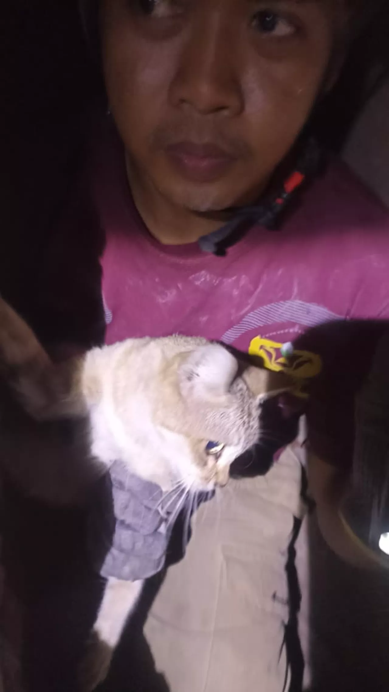 Drama Evakuasi Kucing di Surabaya, Damkar Harus Jebol Tembok