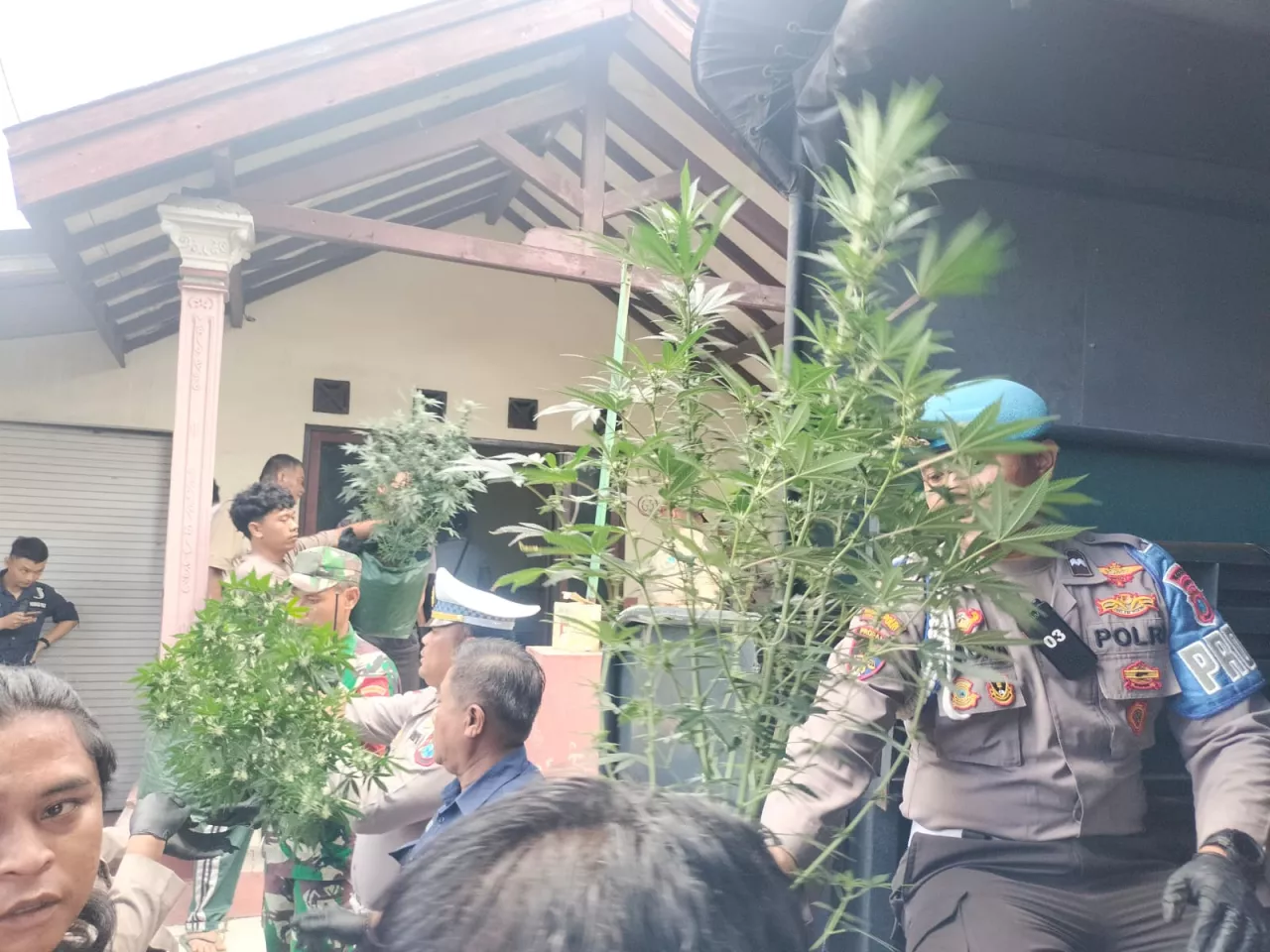 Rumah Kontrakan di Jombang Disulap Jadi Kebun Ganja, Polisi Tangkap Penyewa