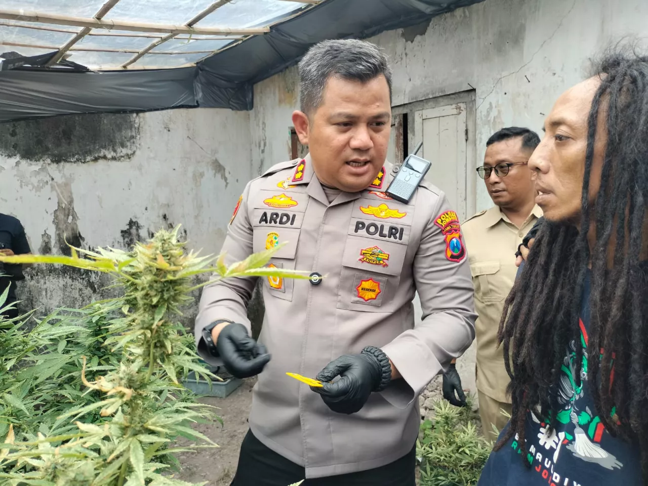 Penulis Buku Ganja dan Pasangan Jadi Otak Tanam Ganja di Jombang