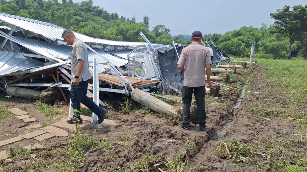 Kandang Ayam Ambruk Tersapu Angin Kencang di Mojokerto, Rugi Rp200 Juta