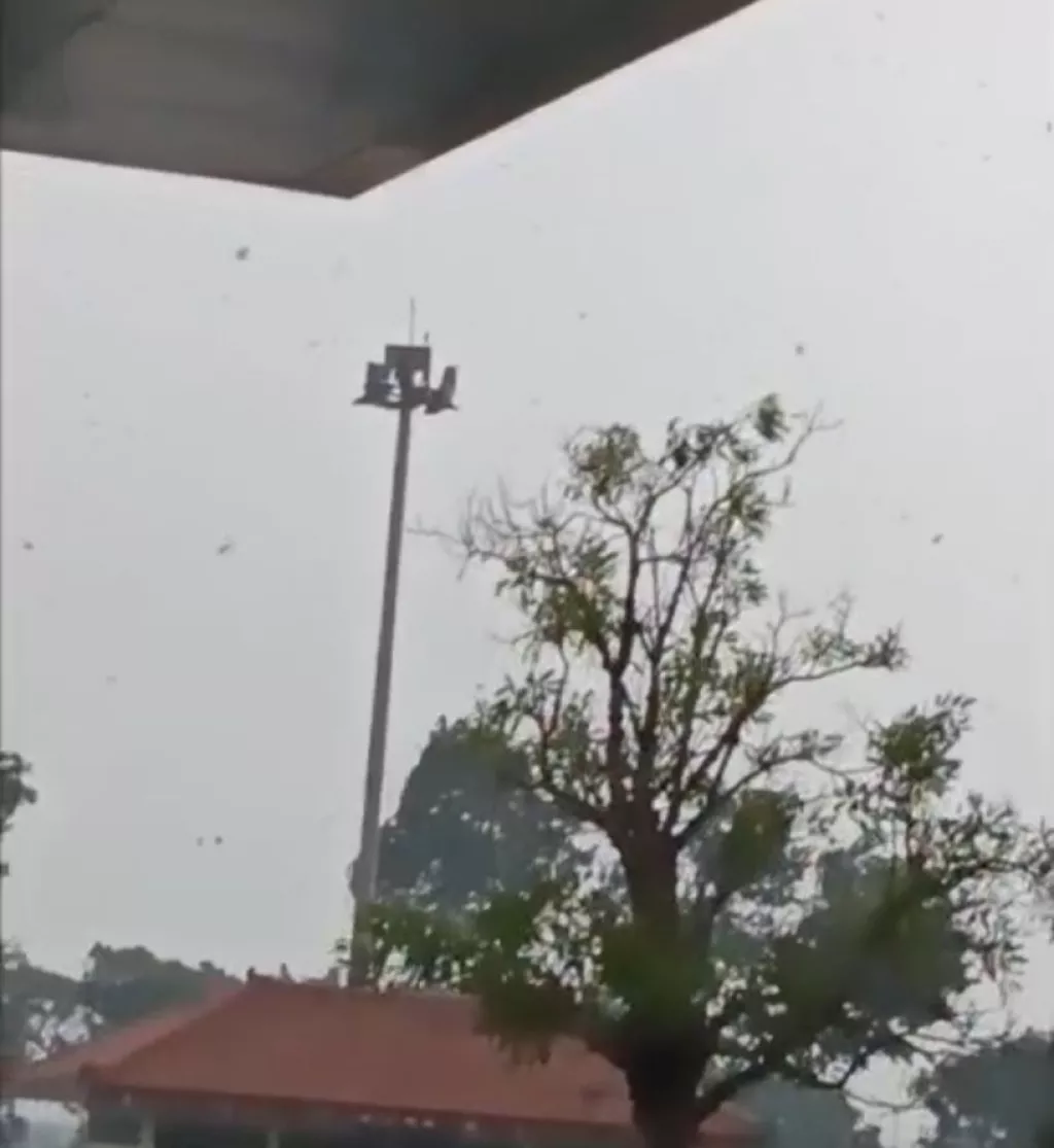 Angin Kencang dan Pohon Tumbang di Bandara Juanda, Tiga Penerbangan Dialihkan