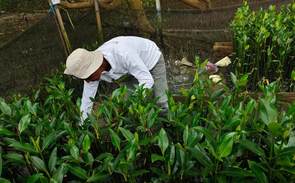 TPS Surabaya Dukung Pemberdayaan Petani Mangrove Lewat Program Restorasi Pesisir